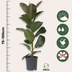 Rubberplant - Ficus Elastica 'Robusta' - Hoogte 75-100cm - ⌀24cm