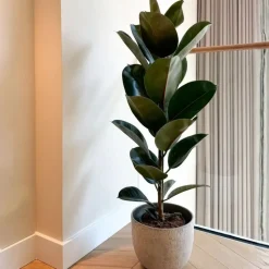 Rubberplant - Ficus Elastica 'Robusta' - Hoogte 75-100cm - ⌀24cm