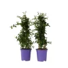 Sering - Set van 2 - Ceanothus Repens - Hoogte 60-70cm - ⌀17cm