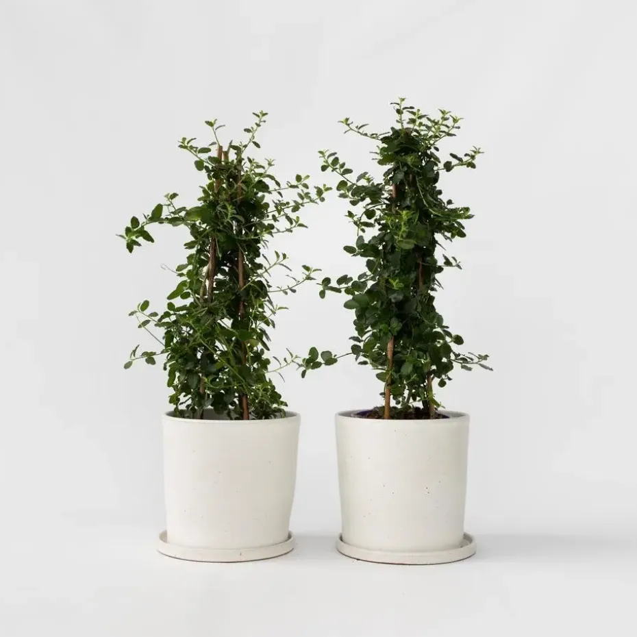 Sering - Set van 2 - Ceanothus Repens - Hoogte 60-70cm - ⌀17cm