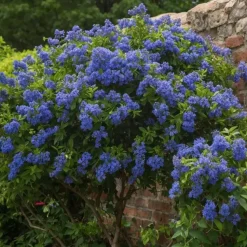 Sering - Set van 2 - Ceanothus Repens - Hoogte 60-70cm - ⌀17cm