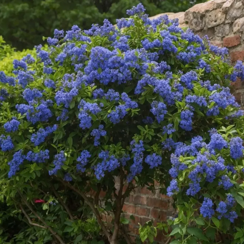 Sering - Set van 2 - Ceanothus Repens - Hoogte 60-70cm - ⌀17cm