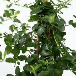 Sering - Set van 2 - Ceanothus Repens - Hoogte 60-70cm - ⌀17cm