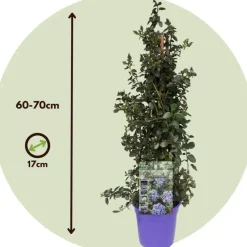 Sering - Set van 2 - Ceanothus Repens - Hoogte 60-70cm - ⌀17cm