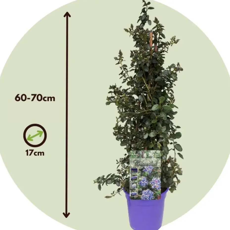 Sering - Set van 2 - Ceanothus Repens - Hoogte 60-70cm - ⌀17cm