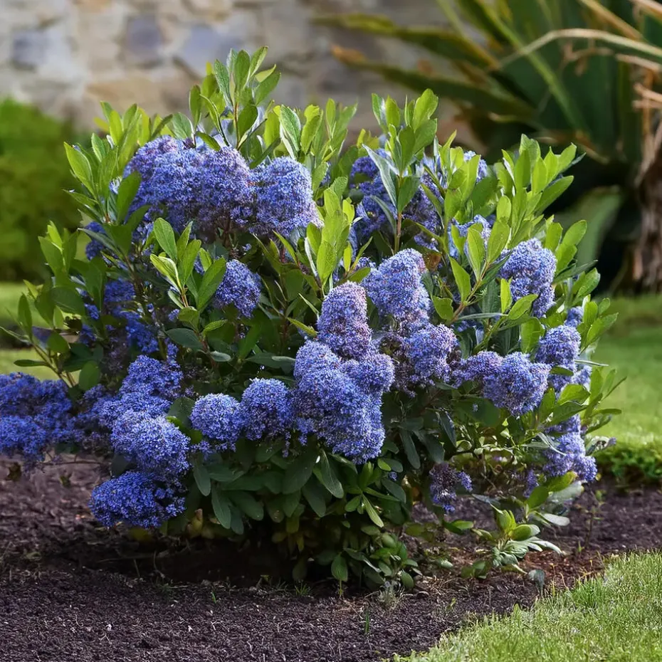 Sering - Set van 2 - Ceanothus Repens - Hoogte 60-70cm - ⌀17cm