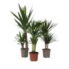 Set grote kamerpalmen - Set van 3 - Indoor Palmmix XL - Hoogte 70-90cm - ⌀17cm