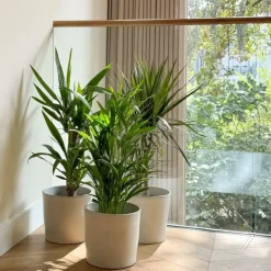 Set grote kamerpalmen - Set van 3 - Indoor Palmmix XL - Hoogte 70-90cm - ⌀17cm