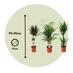 Set grote kamerpalmen - Set van 3 - Indoor Palmmix XL - Hoogte 70-90cm - ⌀17cm