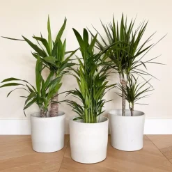 Set grote kamerpalmen - Set van 3 - Indoor Palmmix XL - Hoogte 70-90cm - ⌀17cm