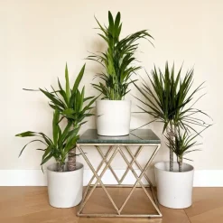 Set grote kamerpalmen - Set van 3 - Indoor Palmmix XL - Hoogte 70-90cm - ⌀17cm