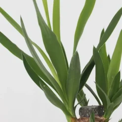 Set grote kamerpalmen - Set van 3 - Indoor Palmmix XL - Hoogte 70-90cm - ⌀17cm