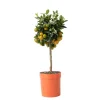 Sinaasappelboom - Citrus mitis 'Calamondin' - Hoogte 55-65cm - ⌀19cm
