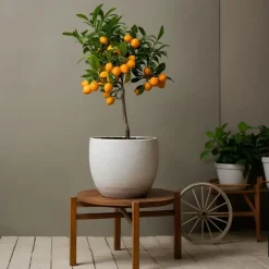 Sinaasappelboom - Citrus mitis 'Calamondin' - Hoogte 55-65cm - ⌀19cm