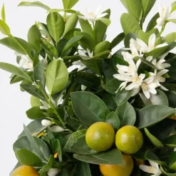 Sinaasappelboom - Citrus mitis 'Calamondin' - Hoogte 55-65cm - ⌀19cm