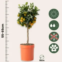 Sinaasappelboom - Citrus mitis 'Calamondin' - Hoogte 55-65cm - ⌀19cm