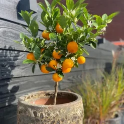 Sinaasappelboom - Citrus mitis 'Calamondin' - Hoogte 55-65cm - ⌀19cm