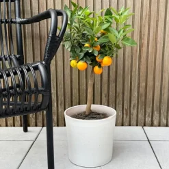 Sinaasappelboom - Citrus mitis 'Calamondin' - Hoogte 55-65cm - ⌀19cm