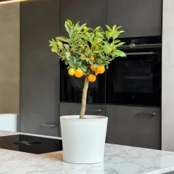 Sinaasappelboom - Citrus mitis 'Calamondin' - Hoogte 55-65cm - ⌀19cm