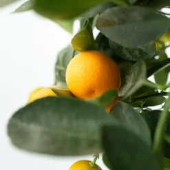 Sinaasappelboom - Citrus mitis 'Calamondin' - Hoogte 55-65cm - ⌀19cm