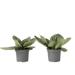 Spiraalvrucht - 2 Stuks - Streptocarpus 'Pretty Turtle' - Hoogte 25-35cm - ⌀13cm