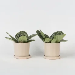 Spiraalvrucht - 2 Stuks - Streptocarpus 'Pretty Turtle' - Hoogte 25-35cm - ⌀13cm