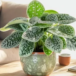 Spiraalvrucht - Streptocarpus 'Pretty Turtle' - Hoogte 25-35cm - ⌀13cm