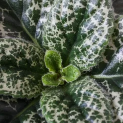 Spiraalvrucht - Streptocarpus 'Pretty Turtle' - Hoogte 25-35cm - ⌀13cm