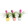 Tillandsia cyanea ‘Pastel’ – Set van 3 met pot – Hoogte 20–30cm – ø7cm