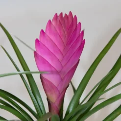 Tillandsia cyanea ‘Pastel’ – Set van 3 met pot – Hoogte 20–30cm – ø7cm