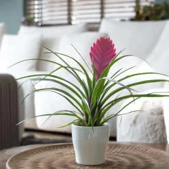 Tillandsia cyanea ‘Pastel’ – Set van 3 met pot – Hoogte 20–30cm – ø7cm