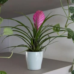 Tillandsia cyanea ‘Pastel’ – Set van 3 met pot – Hoogte 20–30cm – ø7cm