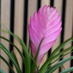 Tillandsia cyanea ‘Pastel’ – Set van 3 met pot – Hoogte 20–30cm – ø7cm
