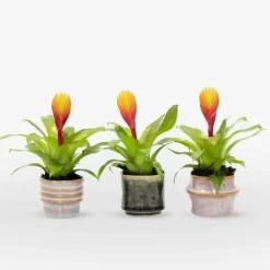 Tillandsia Vriesea 'Dorado' - Set van 3 - Hoogte 15-25cm - ø7cm