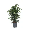 Treurvijg - Ficus benjamina 'Danielle' - Hoogte 100-110cm - ⌀21cm