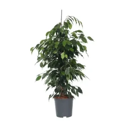 Treurvijg - Ficus benjamina 'Danielle' - Hoogte 100-110cm - ⌀21cm