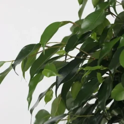 Treurvijg - Ficus benjamina 'Danielle' - Hoogte 100-110cm - ⌀21cm