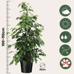 Treurvijg - Ficus benjamina 'Danielle' - Hoogte 100-110cm - ⌀21cm