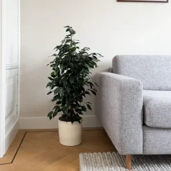 Treurvijg - Ficus benjamina 'Danielle' - Hoogte 100-110cm - ⌀21cm