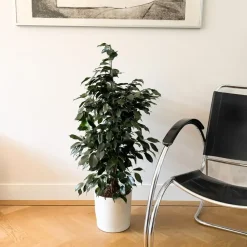 Treurvijg - Ficus benjamina 'Danielle' - Hoogte 100-110cm - ⌀21cm