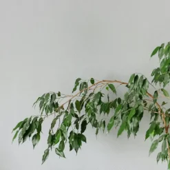 Treurvijg - Ficus benjamina 'Danielle' - Hoogte 100-110cm - ⌀21cm