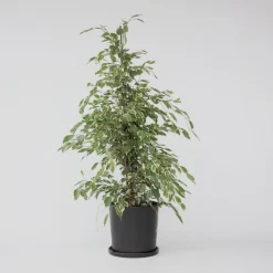 Treurvijg - Ficus Benjamina 'Twilight' - Hoogte 100-110cm - ⌀21cm
