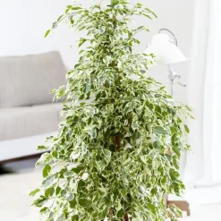Treurvijg - Ficus Benjamina 'Twilight' - Hoogte 100-110cm - ⌀21cm