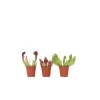 Trompetbekerplant - Set van 3 - Sarracenia purpurea - Hoogte 10cm - ⌀5,5cm