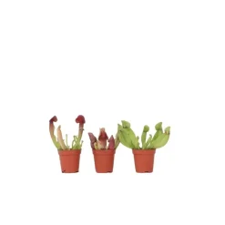 Trompetbekerplant - Set van 3 - Sarracenia purpurea - Hoogte 10cm - ⌀5,5cm