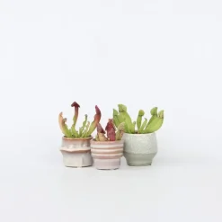 Trompetbekerplant - Set van 3 - Sarracenia purpurea - Hoogte 10cm - ⌀5,5cm