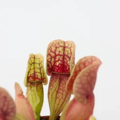 Trompetbekerplant - Set van 3 - Sarracenia purpurea - Hoogte 10cm - ⌀5,5cm