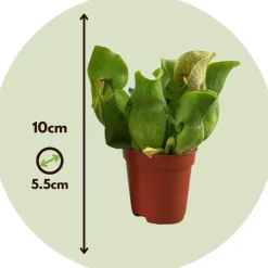 Trompetbekerplant - Set van 3 - Sarracenia purpurea - Hoogte 10cm - ⌀5,5cm