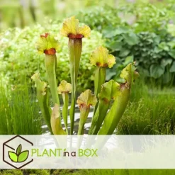 Trompetbekerplant - Set van 6 - Sarracenia purpurea - Hoogte 15-20cm - ⌀5,5cm