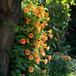 Trompetbloem - Campsis radicans - Hoogte 110-120cm - ⌀17cm